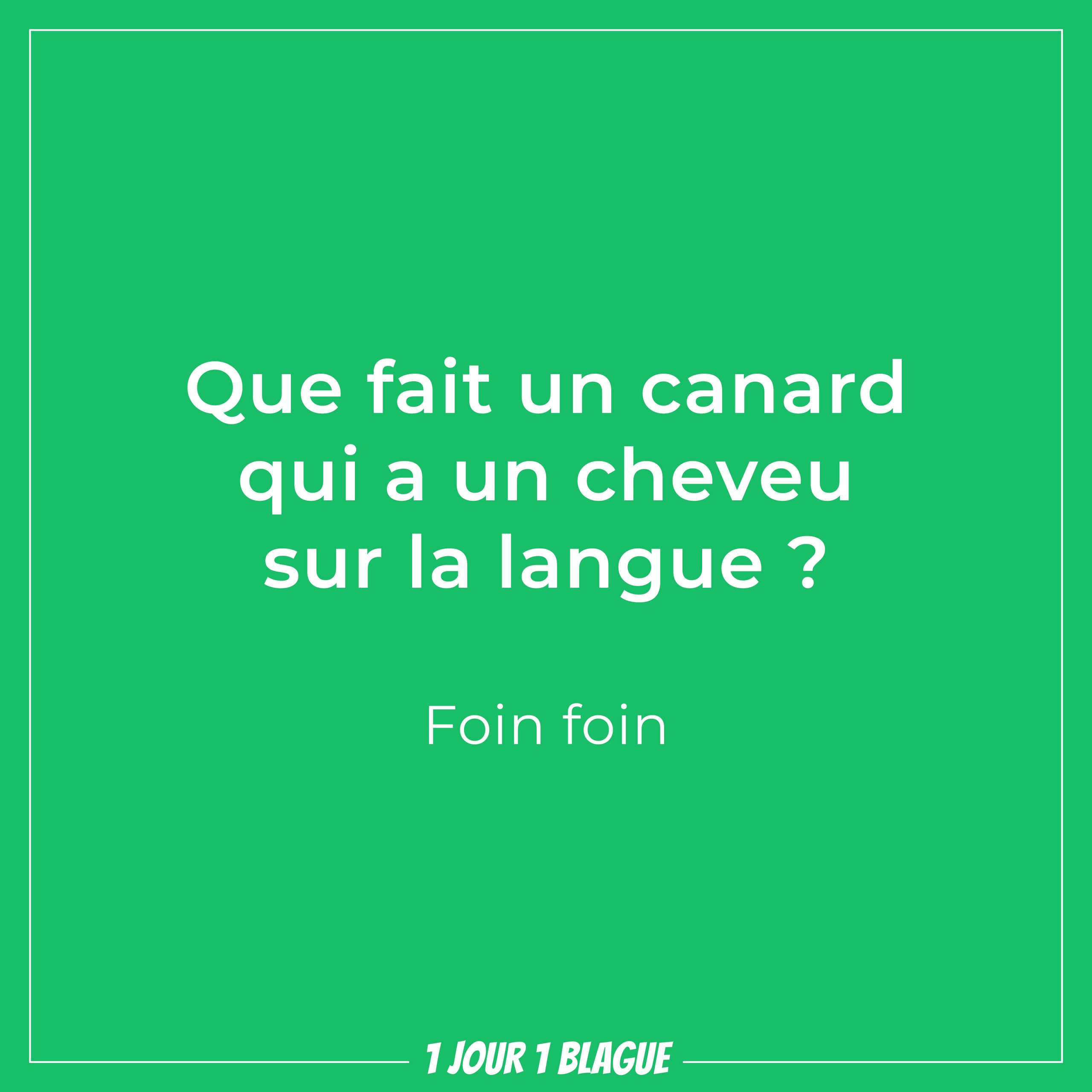 1 jour 1 blague Que fait un canard qui a un cheveu sur la langue